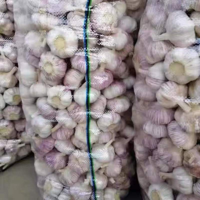 中牟大蒜，紫皮早熟，鲜大蒜供应加工，欢迎新老客户前来订购