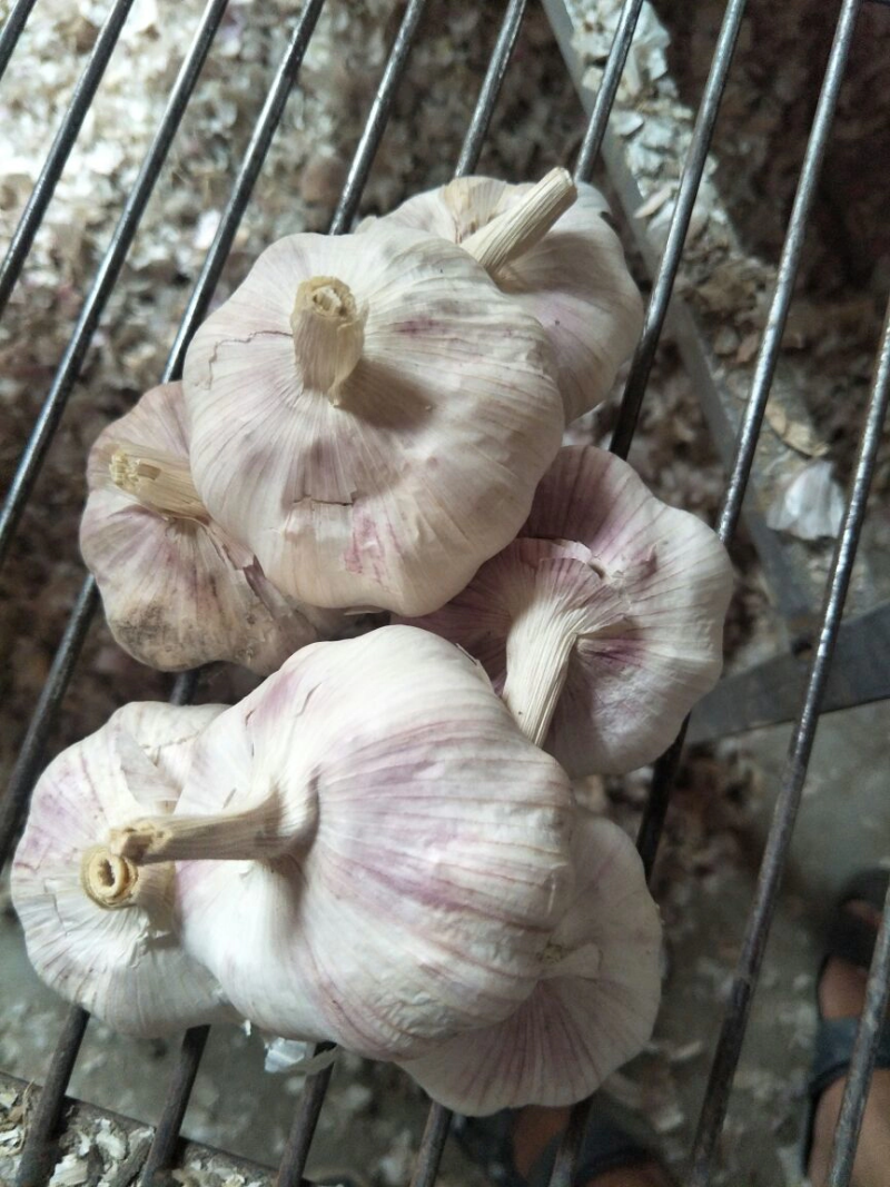 中牟大蒜，紫皮早熟，鲜大蒜供应加工，欢迎新老客户前来订购