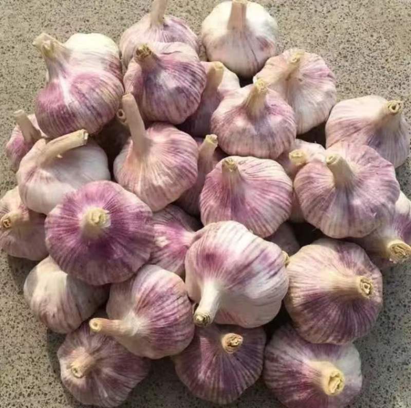 中牟大蒜，紫皮早熟，鲜大蒜供应加工，欢迎新老客户前来订购