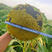 美国矮大头油葵种子200g葵花种子出油高优质高产向日葵籽