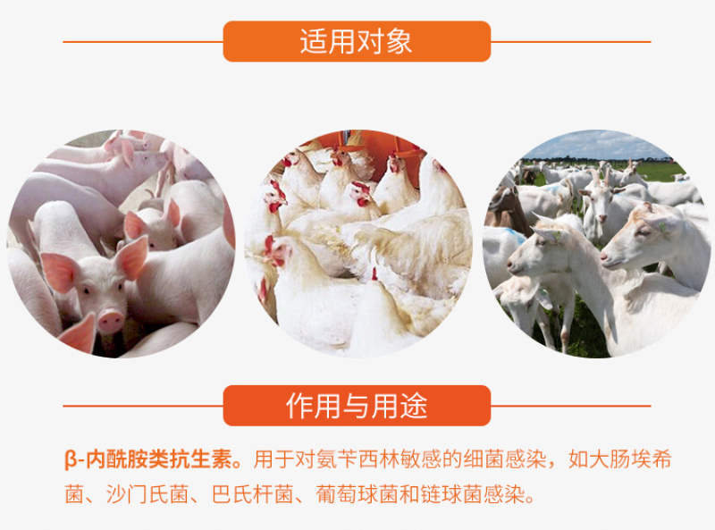 兽药氨苄西林钠可溶性粉兽用大全猪用鸡鸭鹅腹泻拉稀大肠杆菌