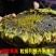 精品矮大头油葵种子GW667特高产高油榨油大弯头油葵向