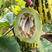 花蜜8号甜瓜种子杂交黄皮甜瓜种子金黄豹点绿肉甜瓜种子