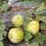 花蜜8号甜瓜种子杂交黄皮甜瓜种子金黄豹点绿肉甜瓜种子