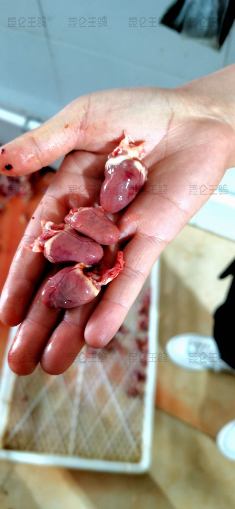 原粮喂食乳鸽鸽胗鸽心国企养殖年产500万羽非灌食独立包装