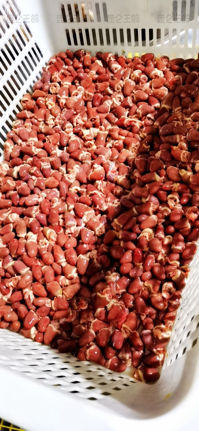 原粮喂食乳鸽鸽胗鸽心国企养殖年产500万羽非灌食独立包装