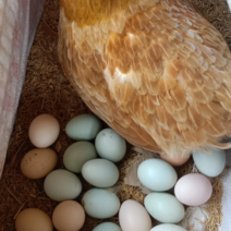 放养土鸡蛋，绿壳蛋种蛋无沙壳，破损，畸形蛋