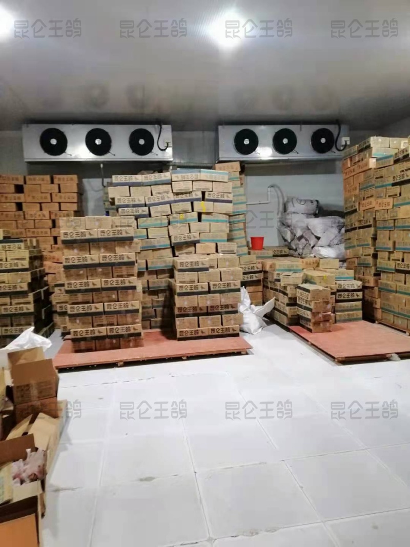 原粮喂食乳鸽鸽胗鸽心国企养殖年产500万羽非灌食独立包装