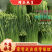 【荐】精品韭苔韭菜花33～38cm，大量上市