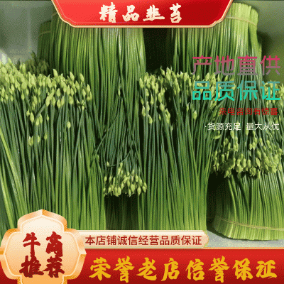 【荐】精品韭苔韭菜花33～38cm，大量上市