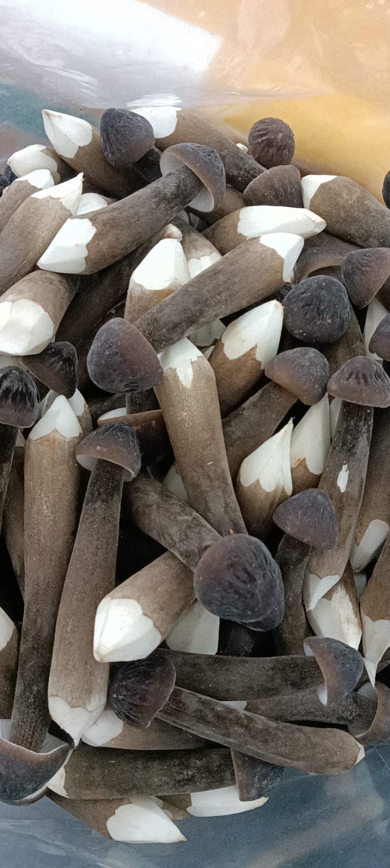 鸡枞菌黑鸡枞有一二三四级，短腿，新鲜无硬泥沙，质量杠杠