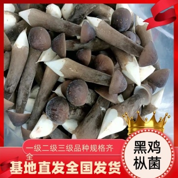 鸡枞菌黑鸡枞有一二三四级，短腿，新鲜无硬泥沙，质量杠杠