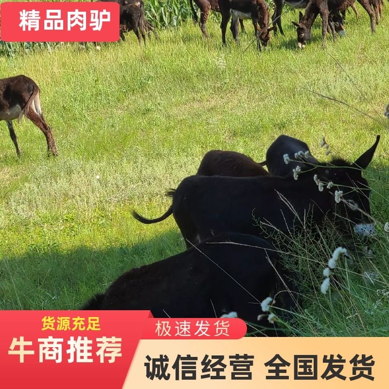 满膘肉驴，架子驴，小驴苗生长速度快，全是改良好品种