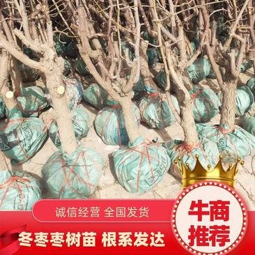 【荐】冬枣枣树苗产量保证根系发达易成活基地直发