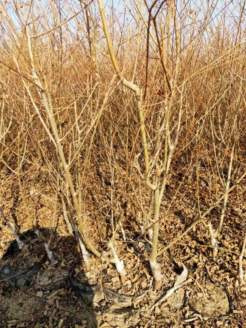 金叶榆球儿底径8公分市场是海质量是船客户是帆