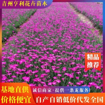 欧石竹，基地直供，杯苗，穴盘苗，四季开花，耐寒耐寒