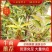 【推荐】八角苗云南大理八角树苗一件包邮货源