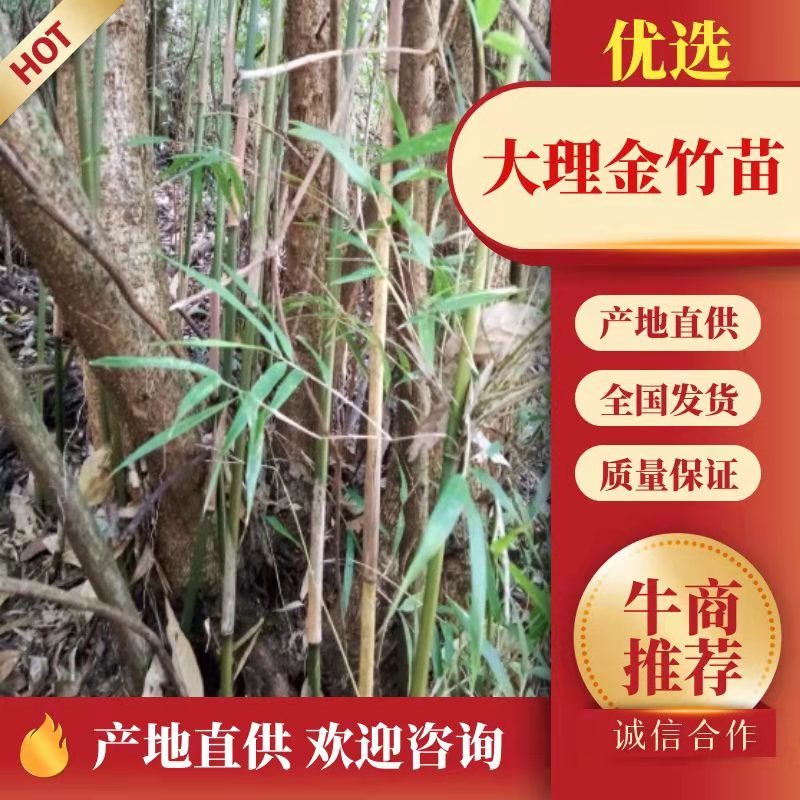 {精选}竹苗云南大理庭院种植，金竹苗欢迎采购