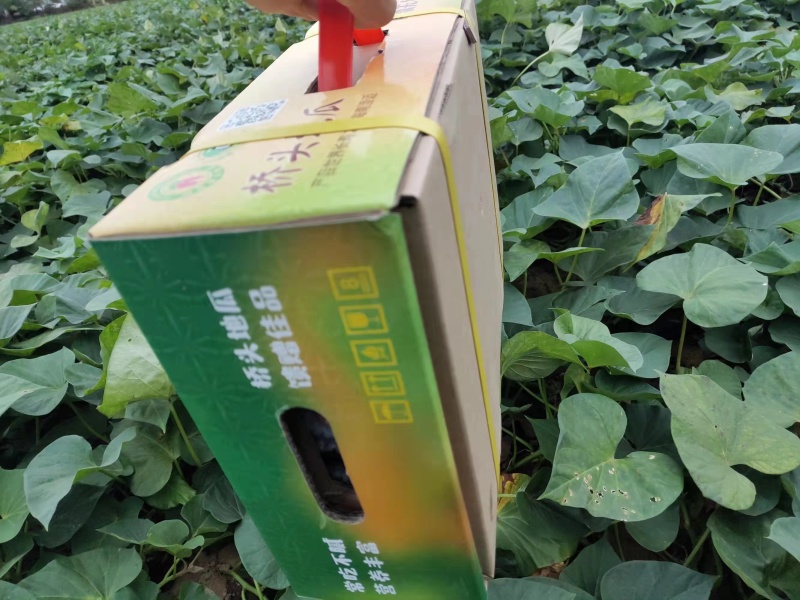 正宗海南桥头富硒地瓜板栗番薯新鲜沙地粉糯香一件批发价包邮
