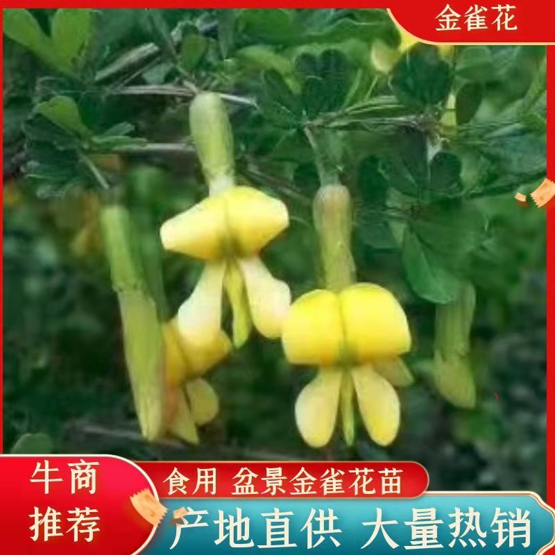 【有好货】食用金雀花盆景金雀花苗基地直销保证品种