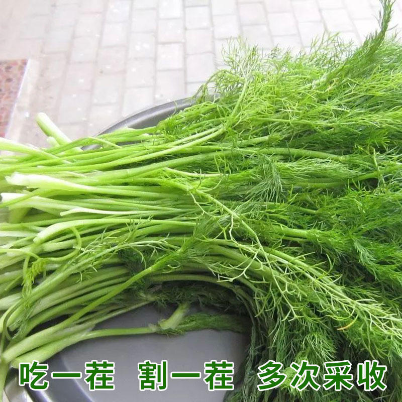 割茬茴香种子小茴香种子天赐香扁杆茴香种子四季耐热38℃