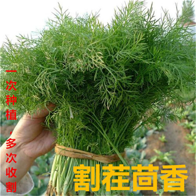 割茬茴香种子小茴香种子天赐香扁杆茴香种子四季耐热38℃