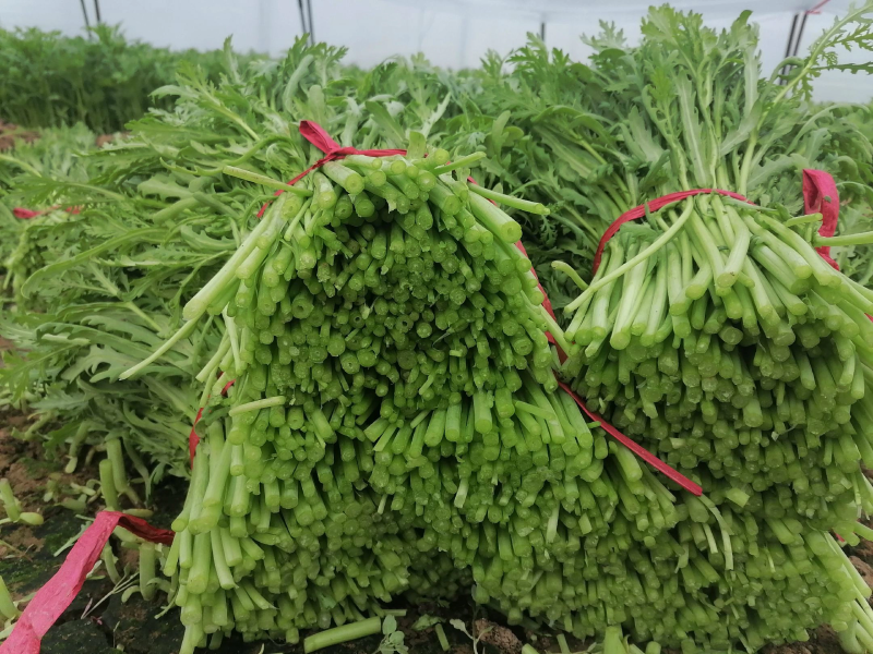 【茼蒿】蒿子杆15~20cm量大从优优质