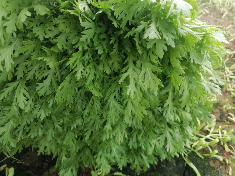 【茼蒿】蒿子杆15~20cm量大从优优质