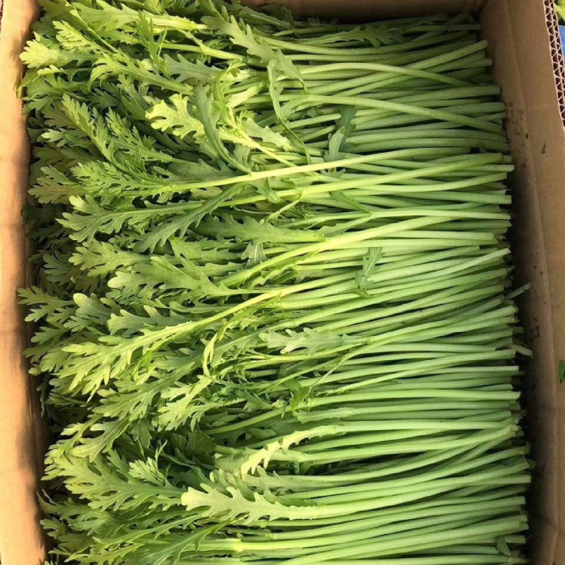 【茼蒿】蒿子杆15~20cm量大从优优质