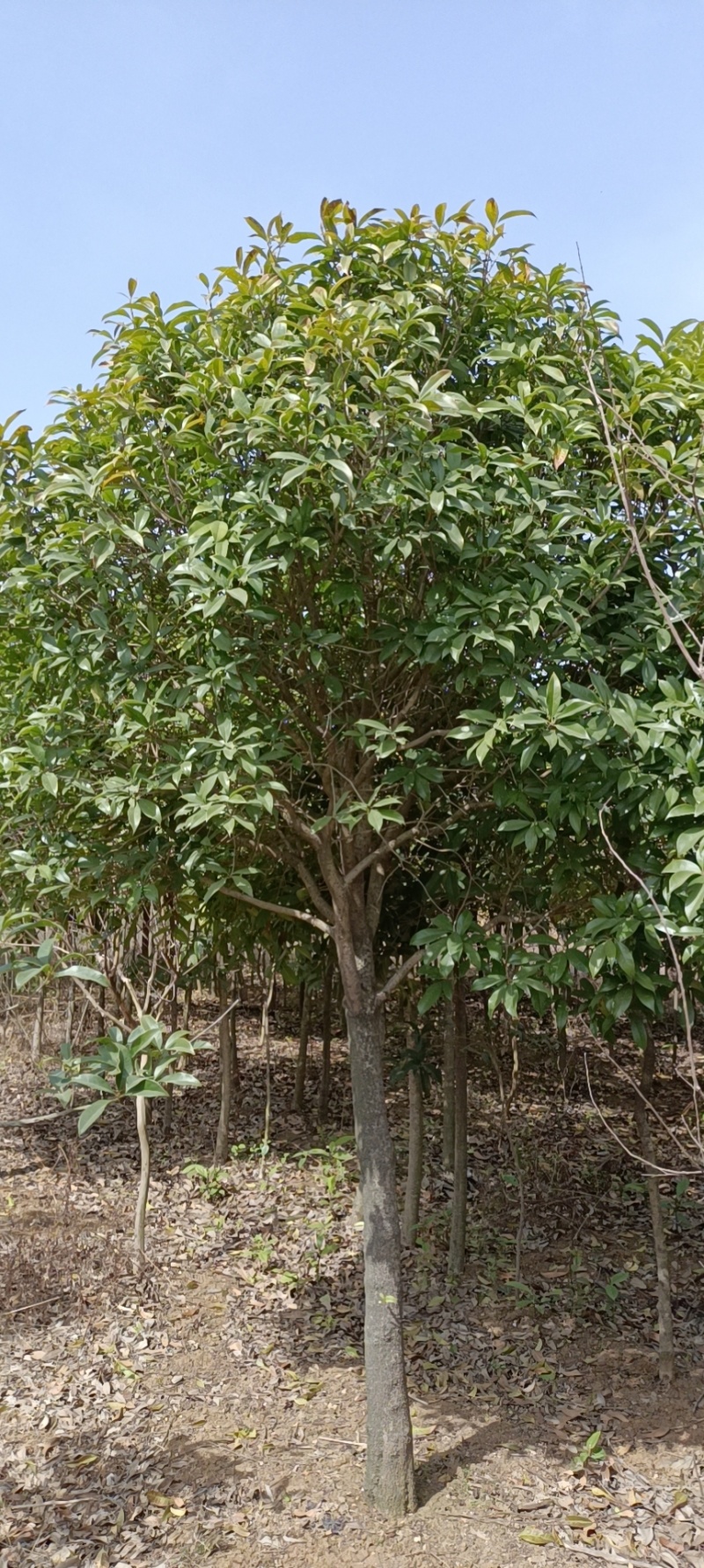 河南南阳桂花树丹桂四季桂货源充足欢迎老板咨询