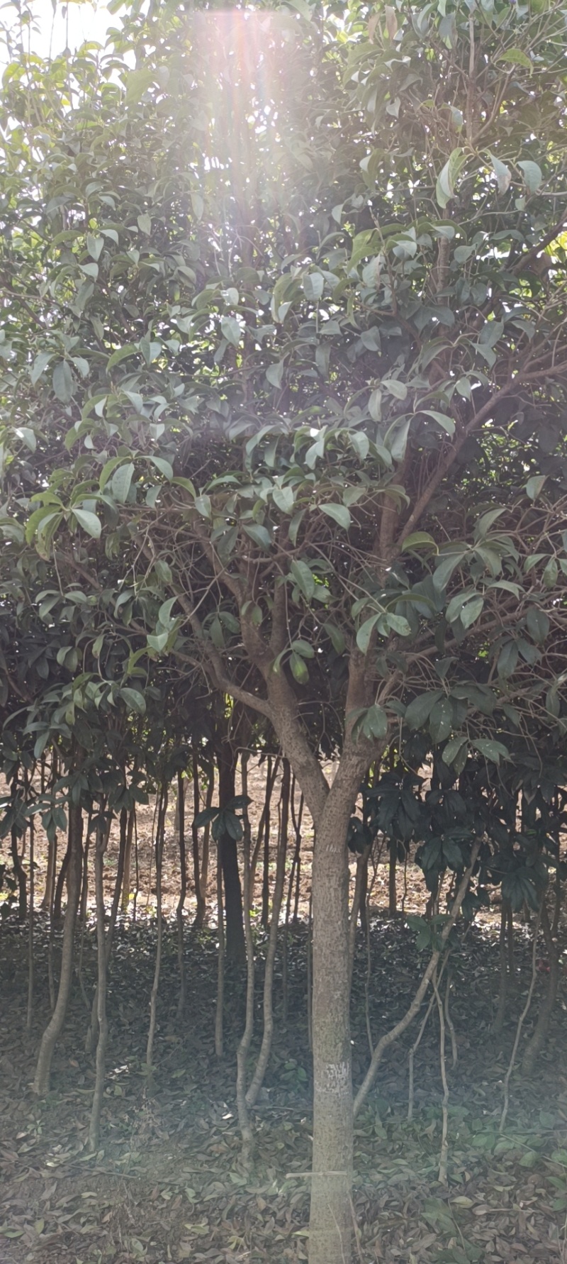 河南南阳销售各种规格的桂花树金桂树苗木基地欢迎老板咨询