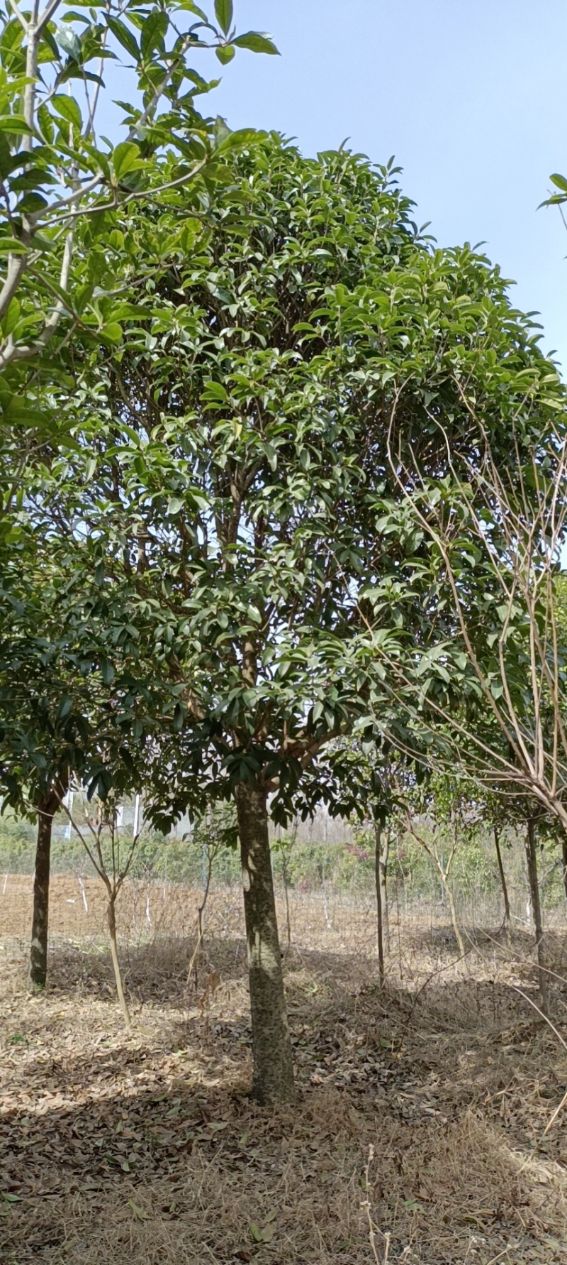 河南南阳销售各种规格的桂花树金桂树苗木基地欢迎老板咨询