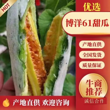 【产地直发】山东博洋61甜瓜，大量上市，口感香酥可口