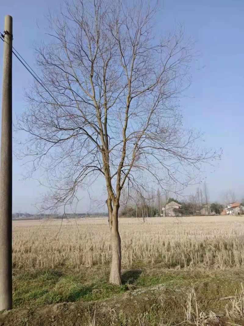 乌桕树价格多少钱，20-25公分乌桕树批发