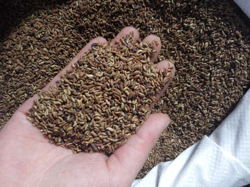 紫穗槐生长迅速，边坡及绿化工程大量种植，种子一件代发