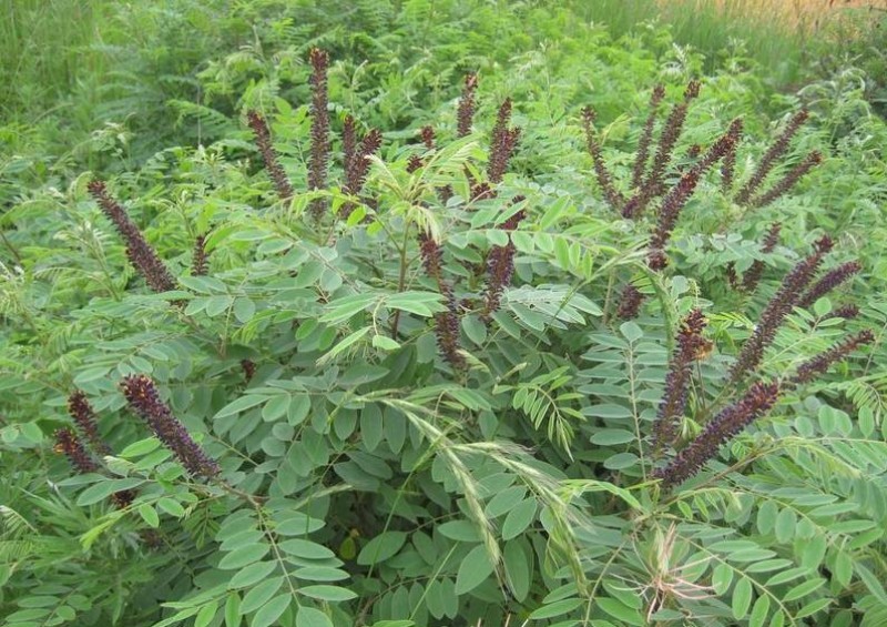 紫穗槐生长迅速，边坡及绿化工程大量种植，种子一件代发