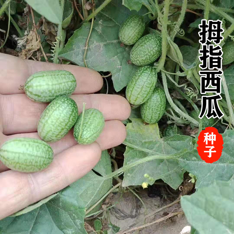 拇指西瓜种子有机拇指小西瓜种子四季多年生小黄瓜拇指黄瓜种