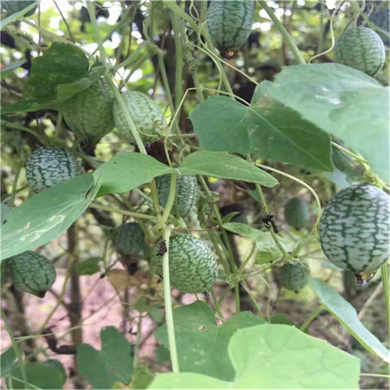 拇指西瓜种子有机拇指小西瓜种子四季多年生小黄瓜拇指黄瓜种
