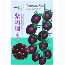 番茄种子紫玛瑙圣女果抗病强早熟春秋陆地栽培