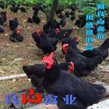 孵化场出售黑土鸡苗山地放养小脚黑鸡运输包损耗包技术指导
