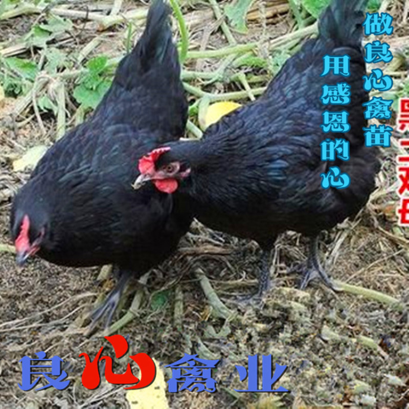 孵化场出售黑土鸡苗山地放养小脚黑鸡运输包损耗包技术指导