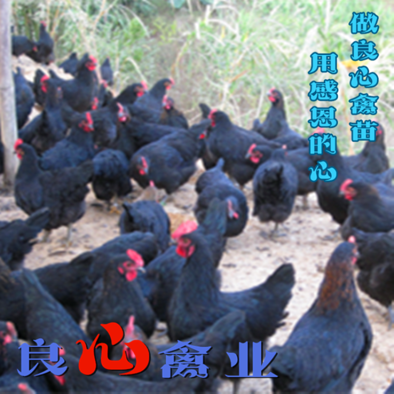 孵化场出售黑土鸡苗山地放养小脚黑鸡运输包损耗包技术指导