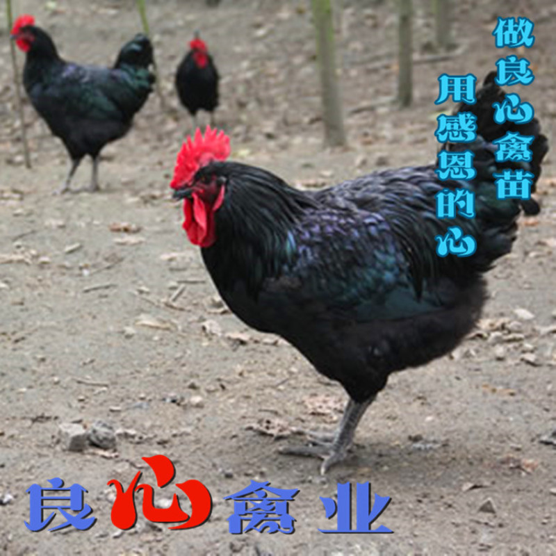 孵化场出售黑土鸡苗山地放养小脚黑鸡运输包损耗包技术指导