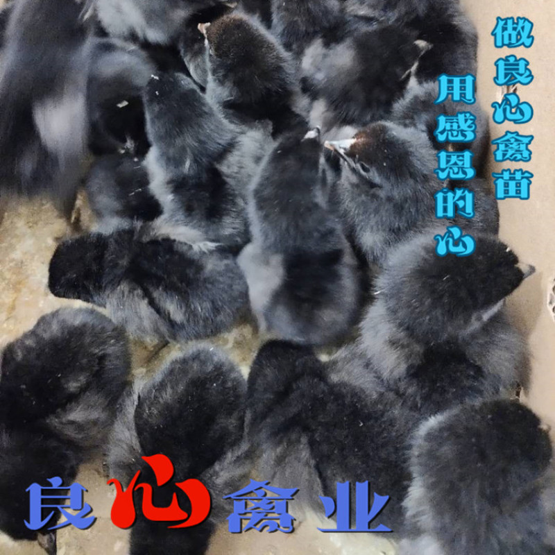 孵化场出售黑土鸡苗山地放养小脚黑鸡运输包损耗包技术指导