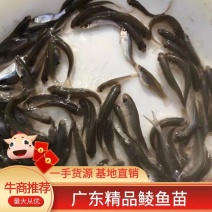 优质鲮鱼苗土鲮鱼苗食鲮桂花鱼仔放养鲮鱼苗对水质好量大从优