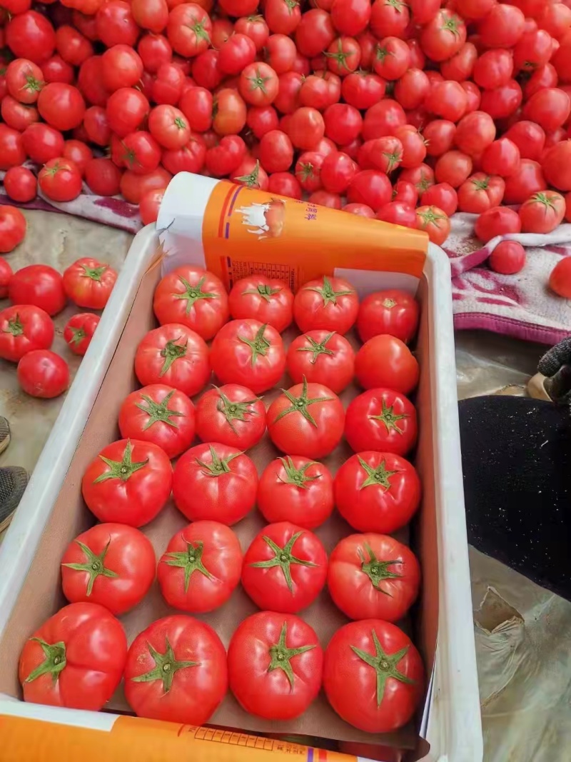西红柿精品西红柿大量上市货源充足诚信经营欢迎采购