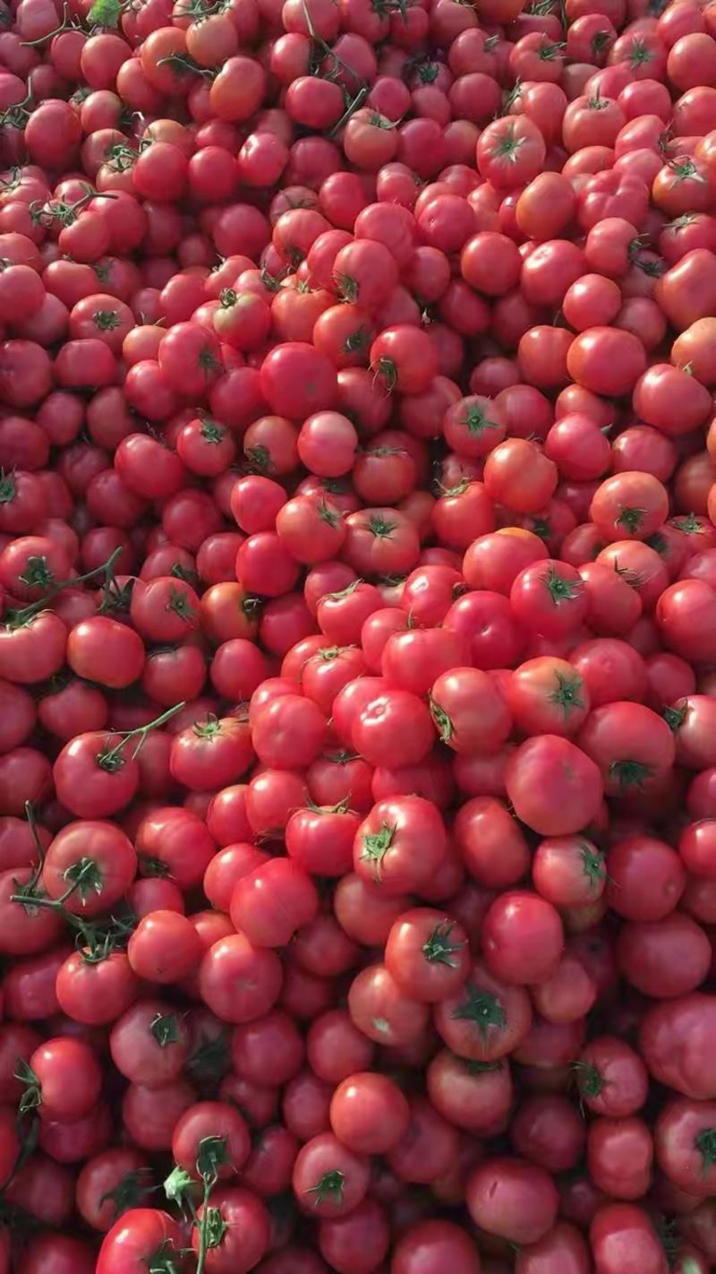 西红柿精品西红柿大量上市货源充足诚信经营欢迎采购