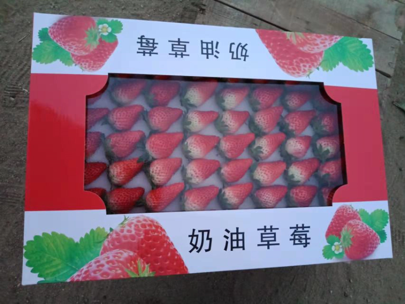 邳州草莓大量上市，产地直销，包装精美，欢迎咨询合作