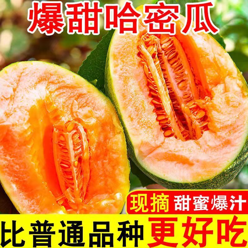 海南哈密瓜晓密25水果玫珑瓜西州蜜瓜网纹瓜一件代发批发价