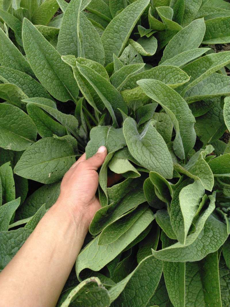 俄罗斯饲料菜种根多年生牧草种子饲料草根猪牛羊鸡鸭鹅聚合